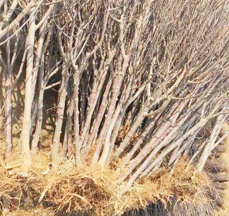 成功簽定 湖南幸福苗圃_蘋果長江南一號_江南蘋果樹_南方蘋果樹 網站設計合同